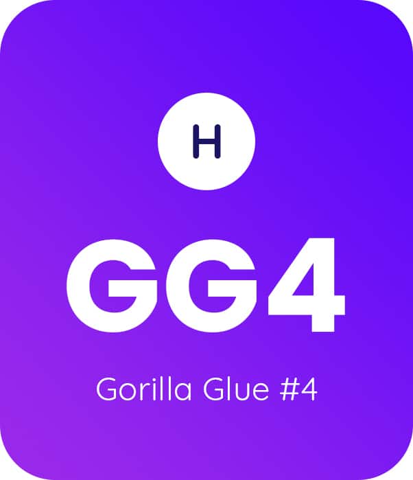 Strain Feature: All About Gorilla Glue #4 (GG4) Medical Marijuana DocMJ