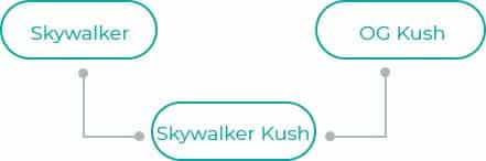 Skywalker-Kush